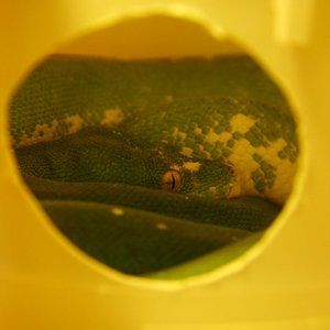 12 hembra en el nido [800x600].jpg