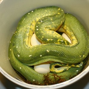 13 hembra con puesta.jpg