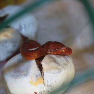 18 eclosion 3 [1024x768].JPG