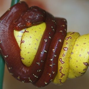 20 cria roja y amarilla.jpg