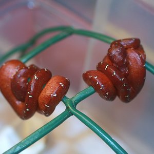 21 crias rojas [1024x768].JPG