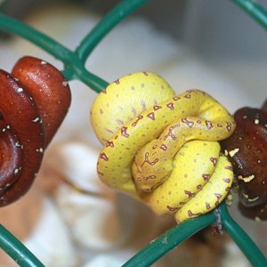 22 cria amarilla y rojas.jpg