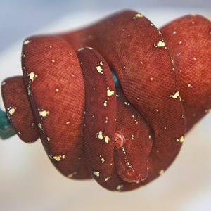 25 cria roja [1024x768].JPG