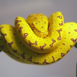 26 cria amarilla [1024x768].JPG