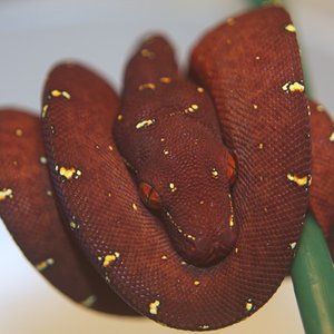 27 cria roja  [1024x768].JPG