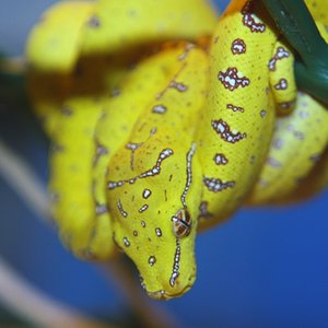 28 cria amarilla [1024x768].JPG