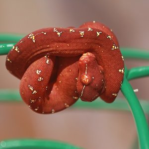 29 cria roja [1024x768].JPG