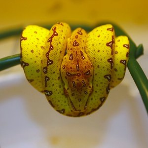 30 cria amarilla [1024x768].JPG