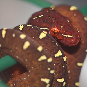 31 cria marron [1024x768].JPG