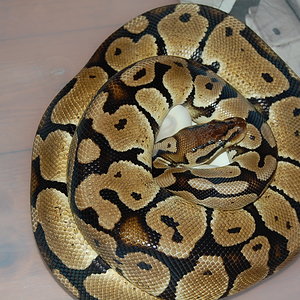 12-7-2010 Pewter X Pastel ( Sergi & Viktor ).JPG