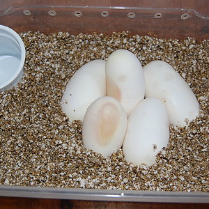 12-7-2010 Pewter X Pastel ( Sergi & Viktor )....JPG