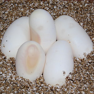 12-7-2010 Pewter X Pastel ( Sergi & Viktor )......JPG