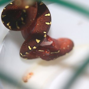 34 primera comida f2 [1024x768].JPG