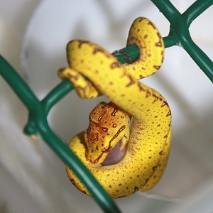 35 primera comida f3 [1024x768].JPG