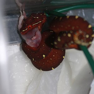 36 primera comida f4 [1024x768].JPG