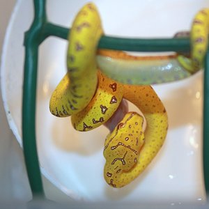 37 primera comida f5 [1024x768].JPG