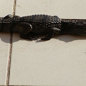 tito tomando el sol.jpg