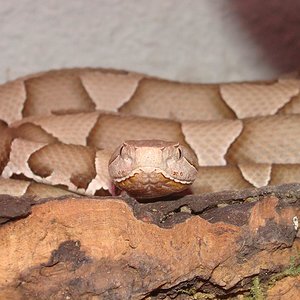 agkistrodon contortrix.jpg