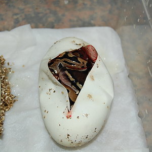 16-07-2010 , pastel het ghost X nominal 9..JPG