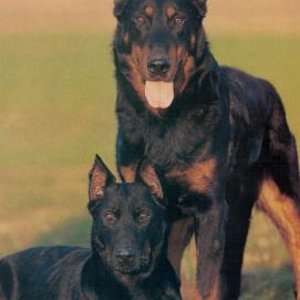 beauceron1.jpg