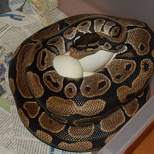 puesta pin x nom 4 - 23-7-2010.JPG