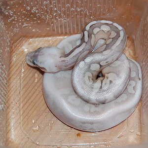 sterling pastel 1.JPG