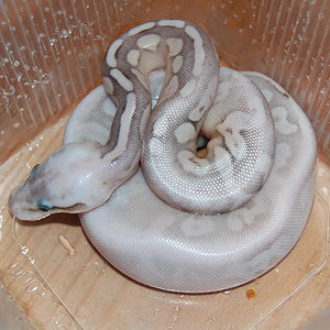 sterling pastel 2.JPG