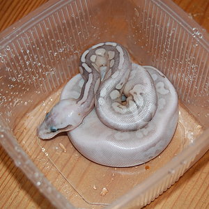 sterling pastel 3.JPG