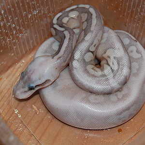 sterling pastel 4.JPG