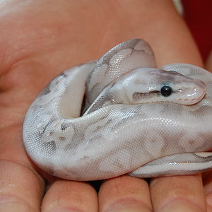 sterling pastel 5.JPG