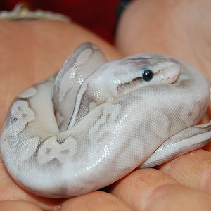 sterling pastel 6.JPG