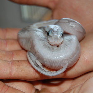 sterling pastel 7.JPG