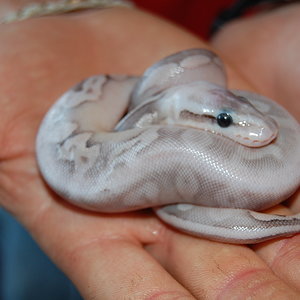 sterling pastel 8.JPG