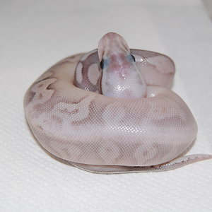 sterling pastel 9.JPG