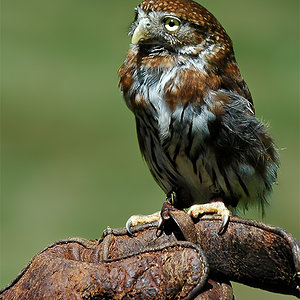glaucidium pasando del tema.jpg
