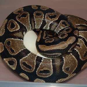 spider x nom 6 -29-7.2010.JPG