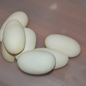 spider X nom 6 - 29-7-2010..JPG