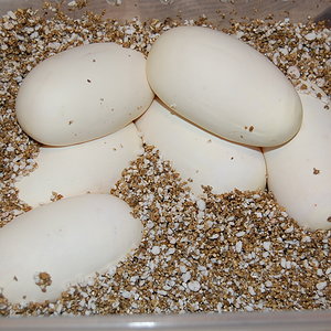 spider X nom 6 - 29-7-2010.....JPG