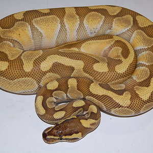 enchi butter 27-7-2010..JPG