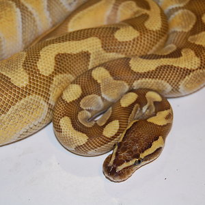 enchi butter 27-7-2010...JPG