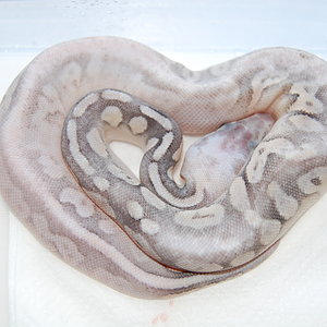 sterling pastel 1-08-2010..JPG