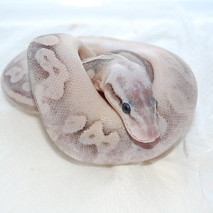 sterling pastel 1-08-2010...JPG