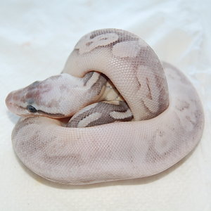 sterling pastel 1-08-2010.....JPG