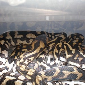 P8040174 [800x600].jpg