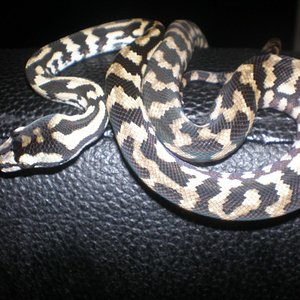 P8040178 [800x600].jpg