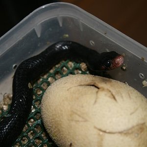 IMG_3251 (Large).JPG