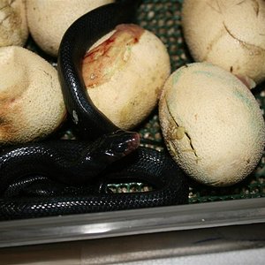 IMG_3249 (Large).JPG