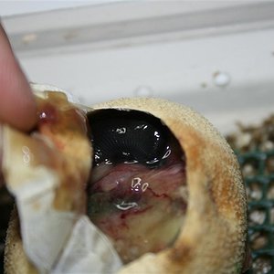 IMG_3253 (Large).JPG