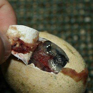 IMG_3255 (Large).JPG