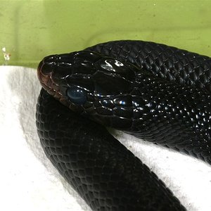 IMG_7596 (Large).JPG